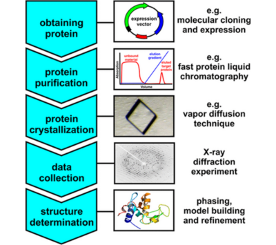 Protein purification process.